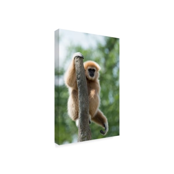 Robert Michaud 'Small Gibbon' Canvas Art,22x32